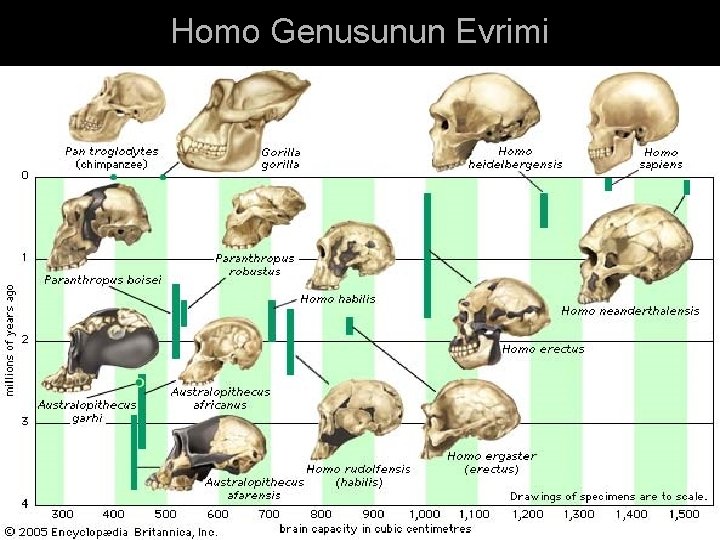 Homo Genusunun Evrimi 