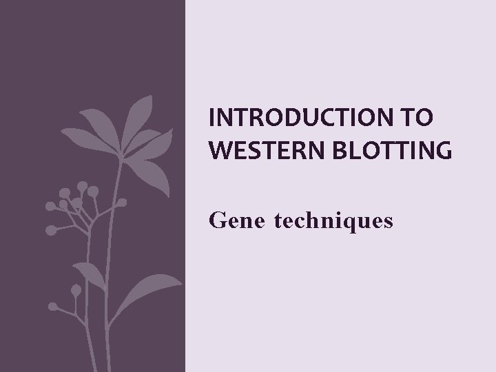 INTRODUCTION TO WESTERN BLOTTING Gene techniques 