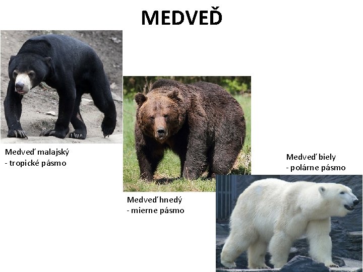 MEDVEĎ Medveď malajský - tropické pásmo Medveď biely - polárne pásmo Medveď hnedý -