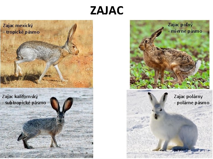 ZAJAC Zajac mexický - tropické pásmo Zajac kalifornský - subtropické pásmo Zajac poľný -