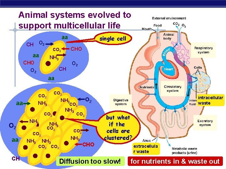 Animal systems evolved to support multicellular life aa O 2 CH single cell CHO