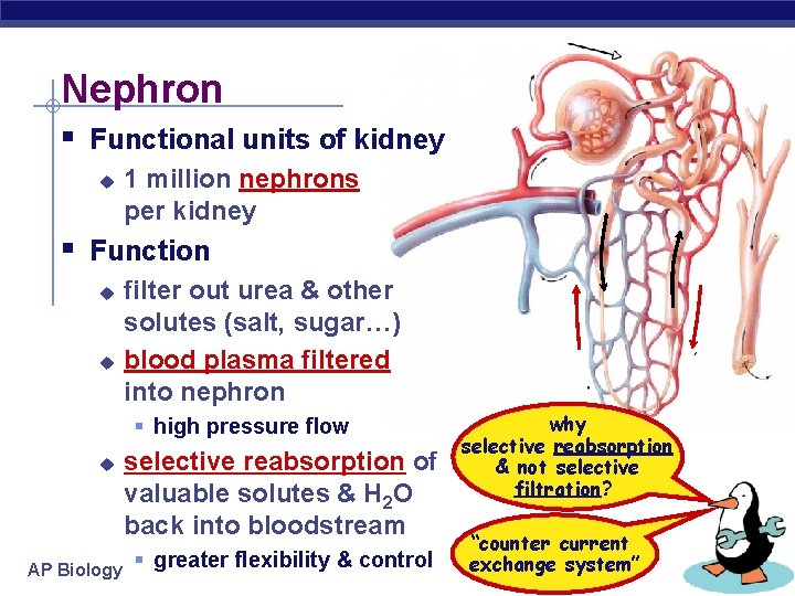 Nephron § Functional units of kidney u 1 million nephrons per kidney § Function