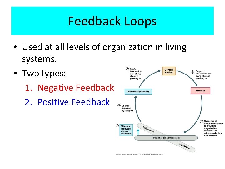 Feedback Loops • Used at all levels of organization in living systems. • Two