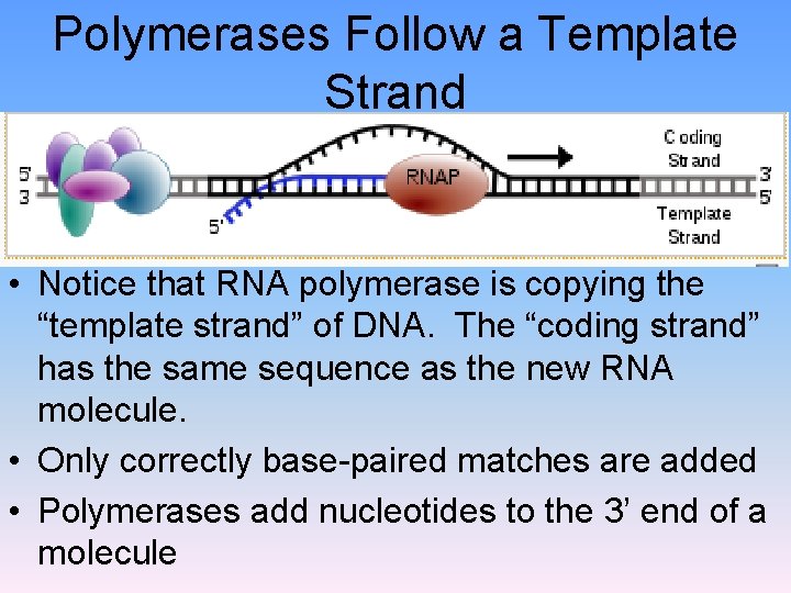 Polymerases Follow a Template Strand • Notice that RNA polymerase is copying the “template