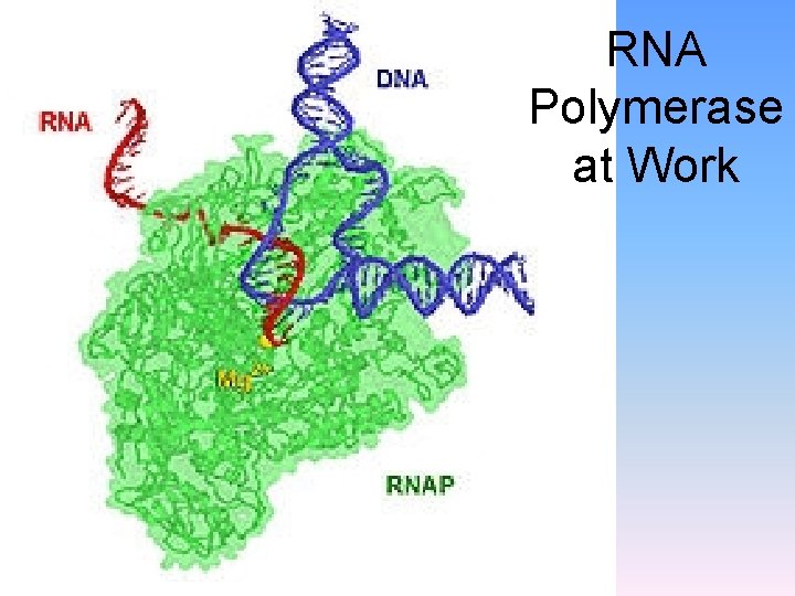 RNA Polymerase at Work 