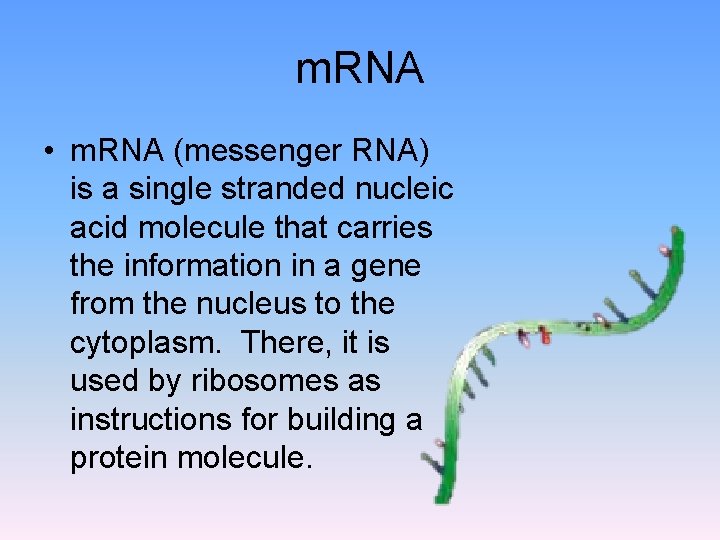 m. RNA • m. RNA (messenger RNA) is a single stranded nucleic acid molecule