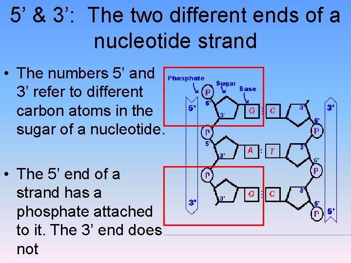 5’ & 3’: The two different ends of a nucleotide strand • The numbers