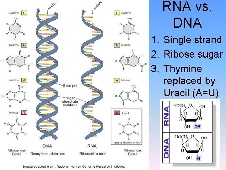 RNA vs. DNA 1. Single strand 2. Ribose sugar 3. Thymine replaced by Uracil