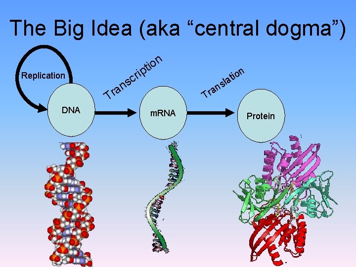 The Big Idea (aka “central dogma”) n o i pt ri c ns Replication