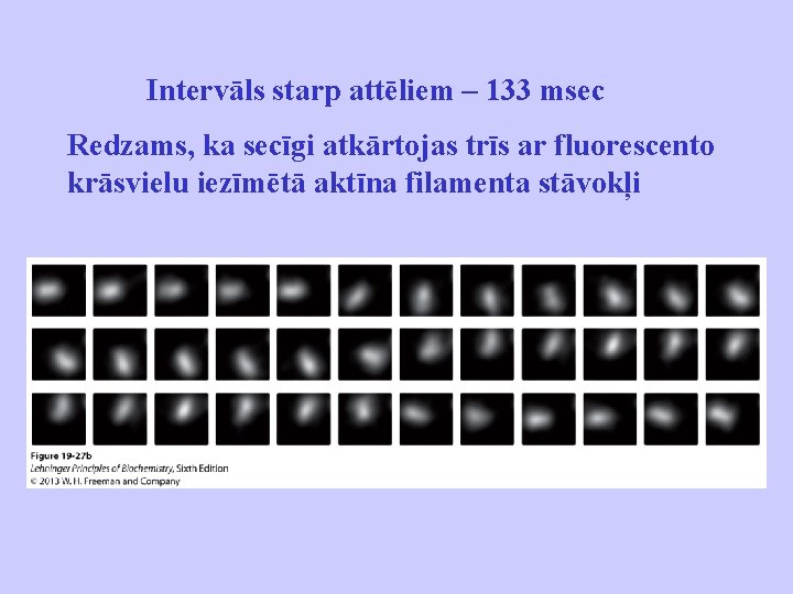 Intervāls starp attēliem – 133 msec Redzams, ka secīgi atkārtojas trīs ar fluorescento krāsvielu