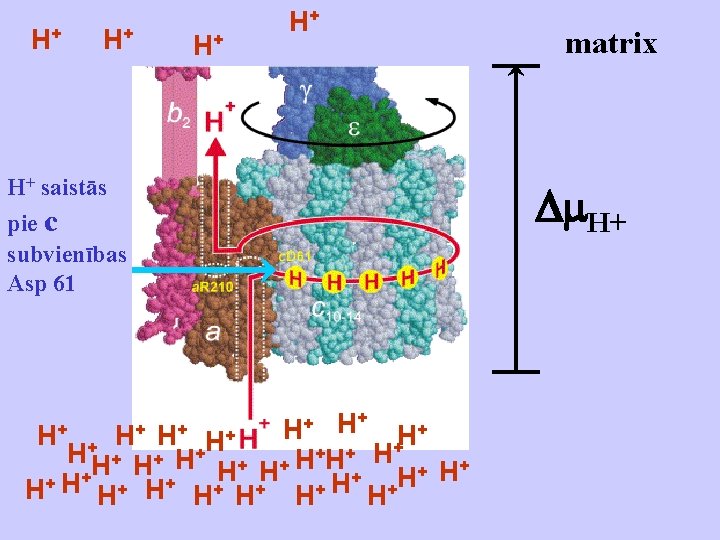 H+ H+ H+ saistās H+ pie c subvienības Asp 61 + H+ + H