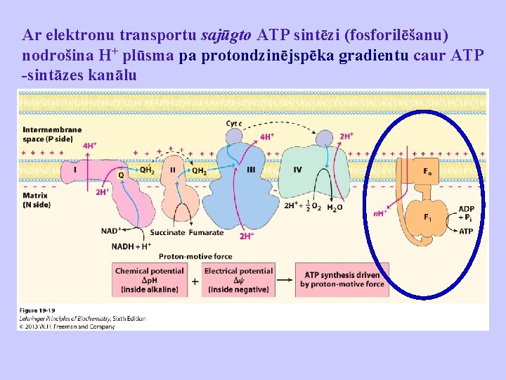 Ar elektronu transportu sajūgto ATP sintēzi (fosforilēšanu) nodrošina H+ plūsma pa protondzinējspēka gradientu caur