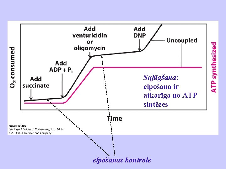 Sajūgšana: elpošana ir atkarīga no ATP sintēzes elpošanas kontrole 
