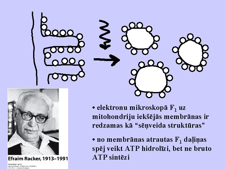  • elektronu mikroskopā F 1 uz mitohondriju iekšējās membrānas ir redzamas kā “sēņveida