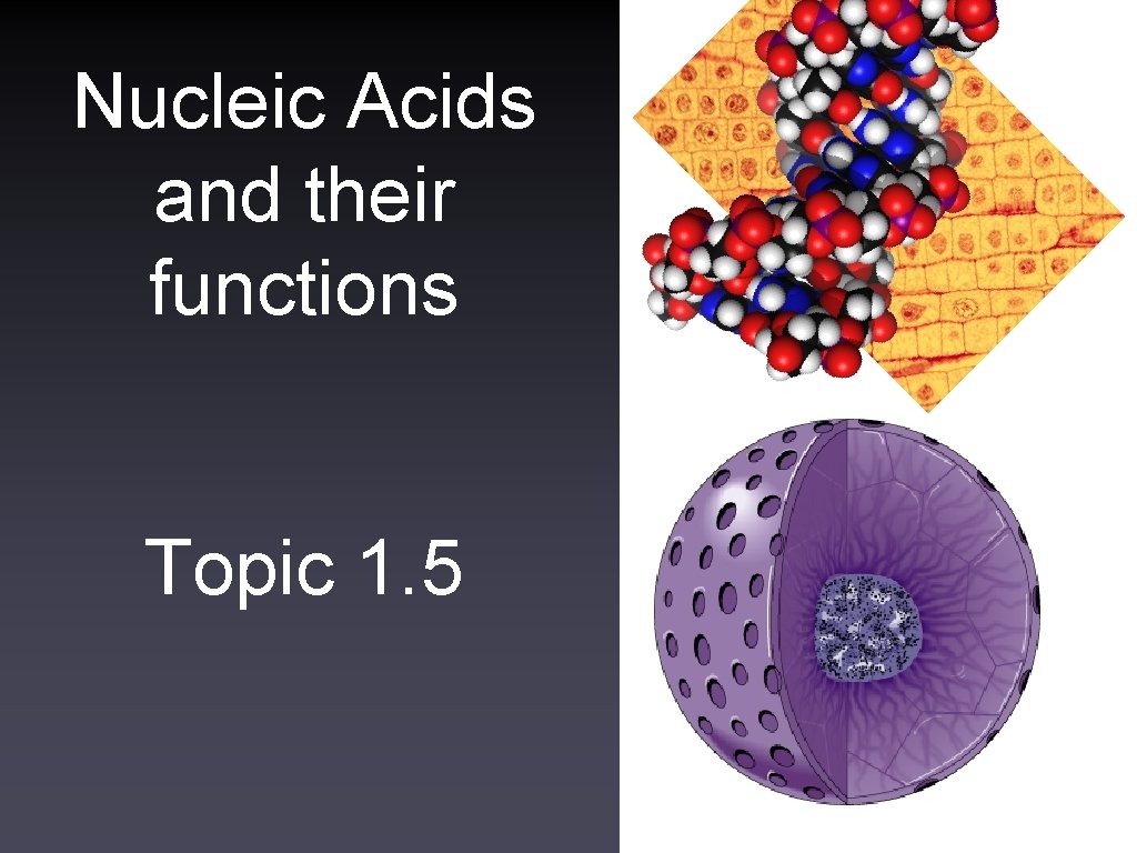 Nucleic Acids and their functions Topic 1. 5 