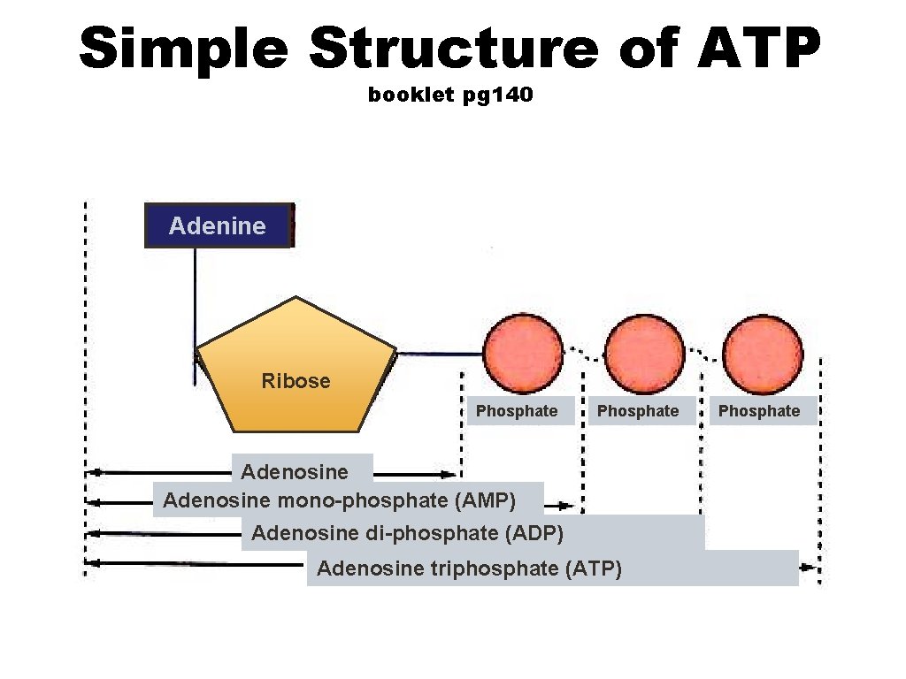 Simple Structure of ATP booklet pg 140 Adenine Ribose Phosphate Adenosine mono-phosphate (AMP) Adenosine