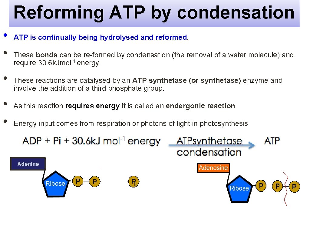 Reforming ATP by condensation • • • ATP is continually being hydrolysed and reformed.