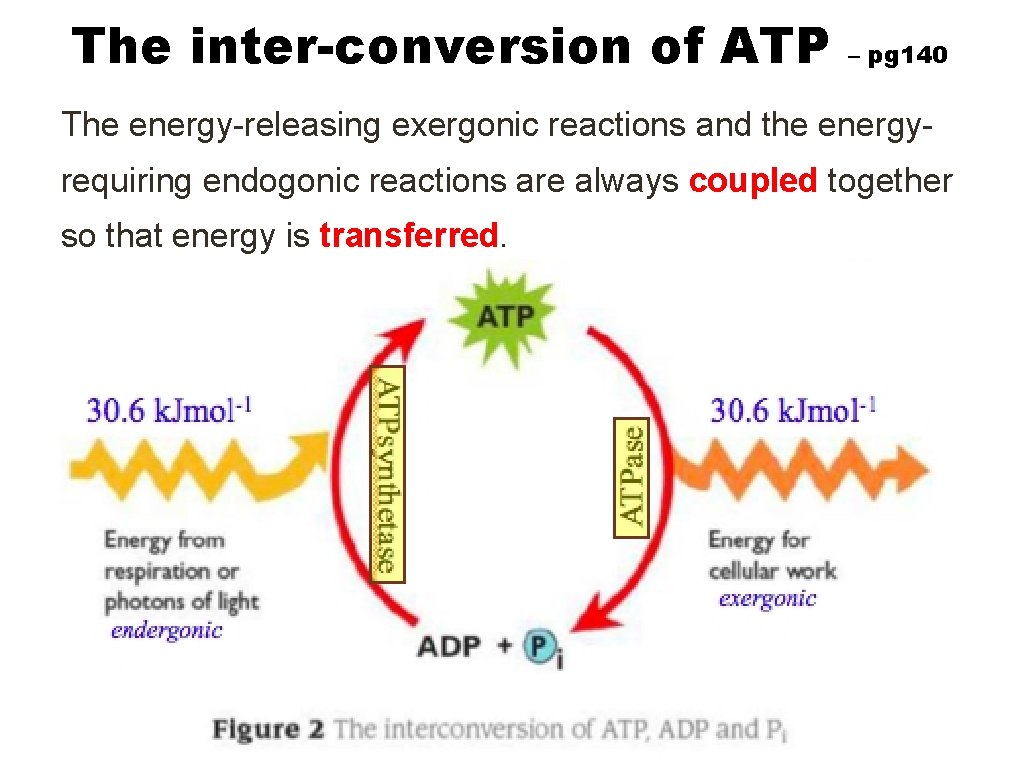 The inter-conversion of ATP – pg 140 The energy-releasing exergonic reactions and the energyrequiring