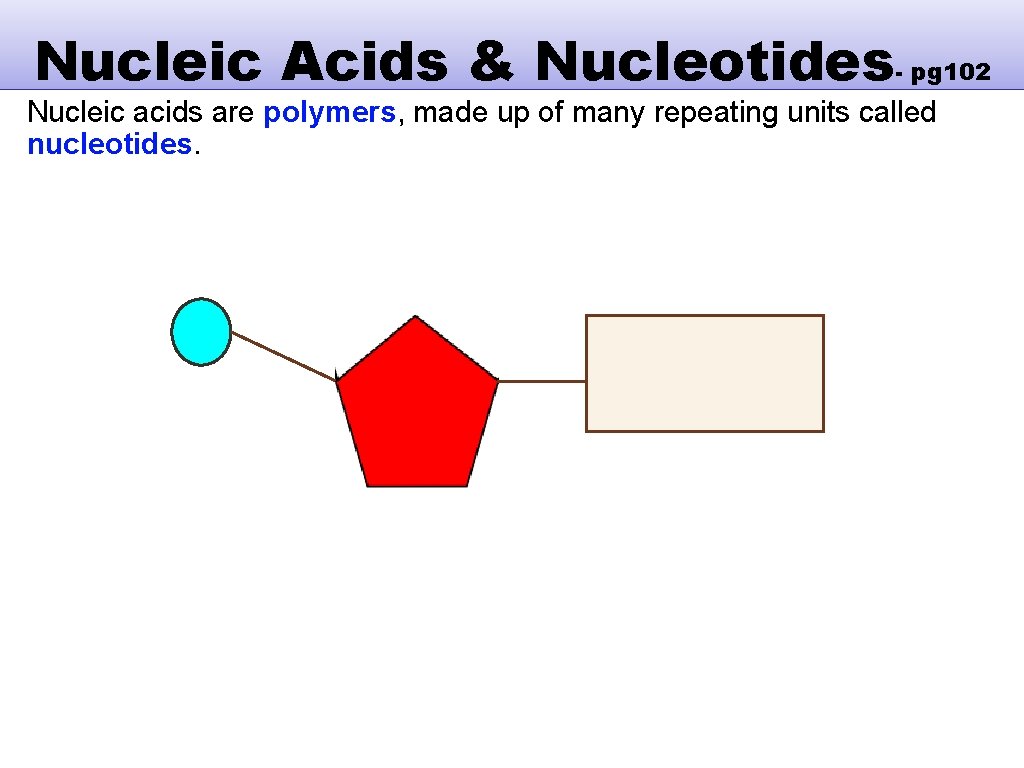 Nucleic Acids & Nucleotides- pg 102 Nucleic acids are polymers, made up of many