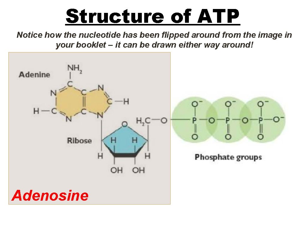 Structure of ATP Notice how the nucleotide has been flipped around from the image