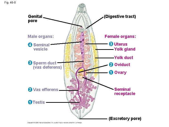 Fig. 46 -8 Genital pore (Digestive tract) Male organs: Female organs: 4 Seminal vesicle