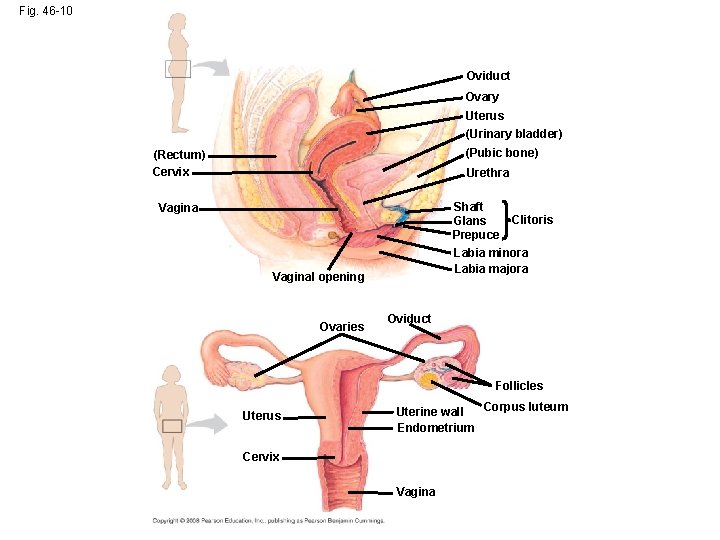 Fig. 46 -10 Oviduct Ovary Uterus (Urinary bladder) (Pubic bone) (Rectum) Cervix Urethra Shaft