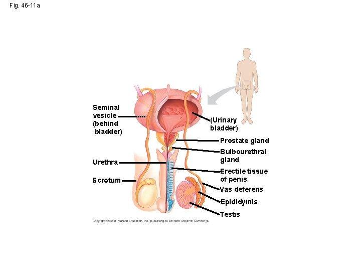 Fig. 46 -11 a Seminal vesicle (behind bladder) (Urinary bladder) Prostate gland Urethra Scrotum