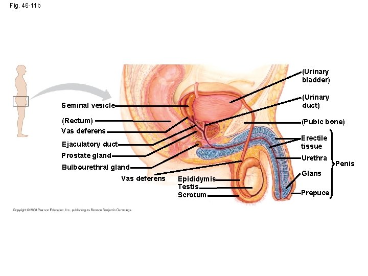 Fig. 46 -11 b (Urinary bladder) (Urinary duct) Seminal vesicle (Rectum) Vas deferens (Pubic