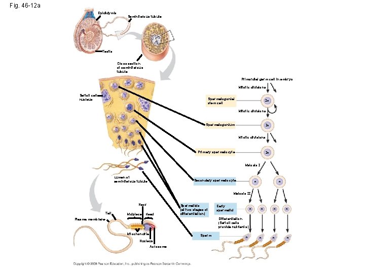 Fig. 46 -12 a Epididymis Seminiferous tubule Testis Cross section of seminiferous tubule Primordial