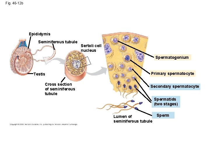 Fig. 46 -12 b Epididymis Seminiferous tubule Sertoli cell nucleus Spermatogonium Testis Cross section