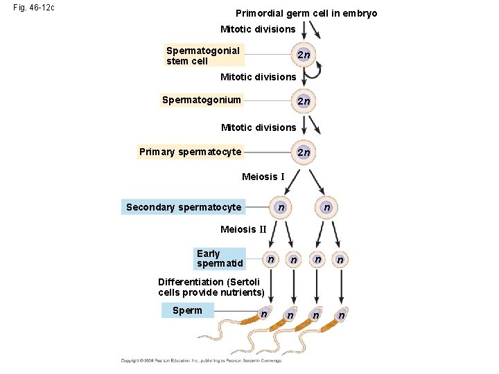 Fig. 46 -12 c Primordial germ cell in embryo Mitotic divisions Spermatogonial stem cell