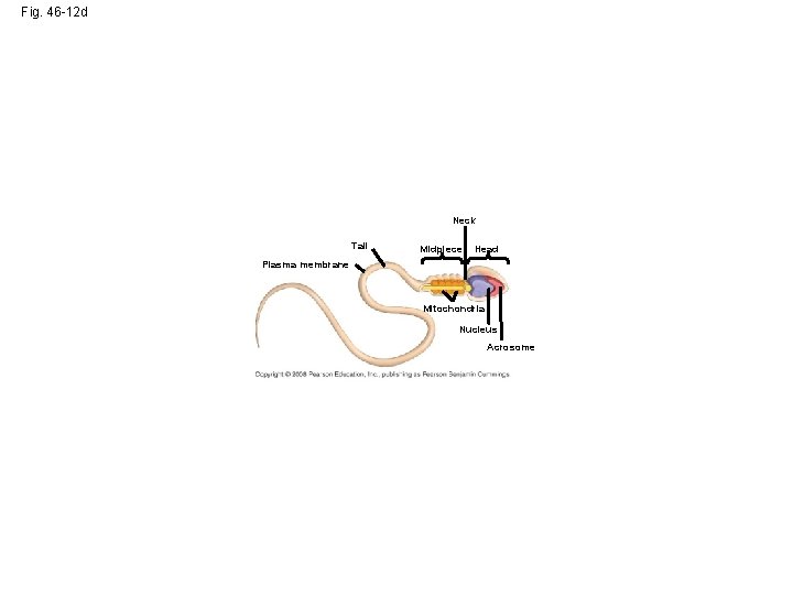 Fig. 46 -12 d Neck Tail Midpiece Head Plasma membrane Mitochondria Nucleus Acrosome 