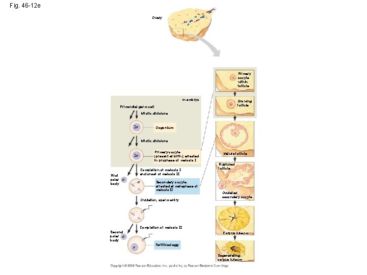 Fig. 46 -12 e Ovary Primary oocyte within follicle In embryo Growing follicle Primordial