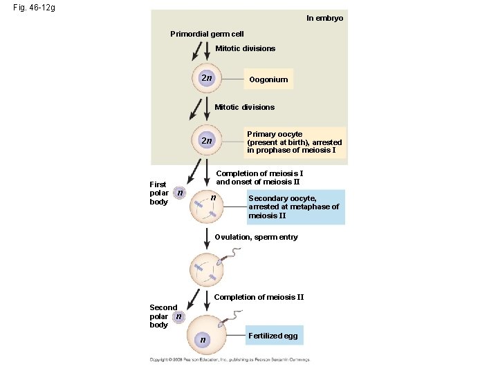 Fig. 46 -12 g In embryo Primordial germ cell Mitotic divisions 2 n Oogonium