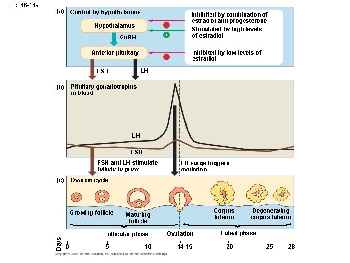 (a) Control by hypothalamus Hypothalamus – Gn. RH + Inhibited by combination of estradiol