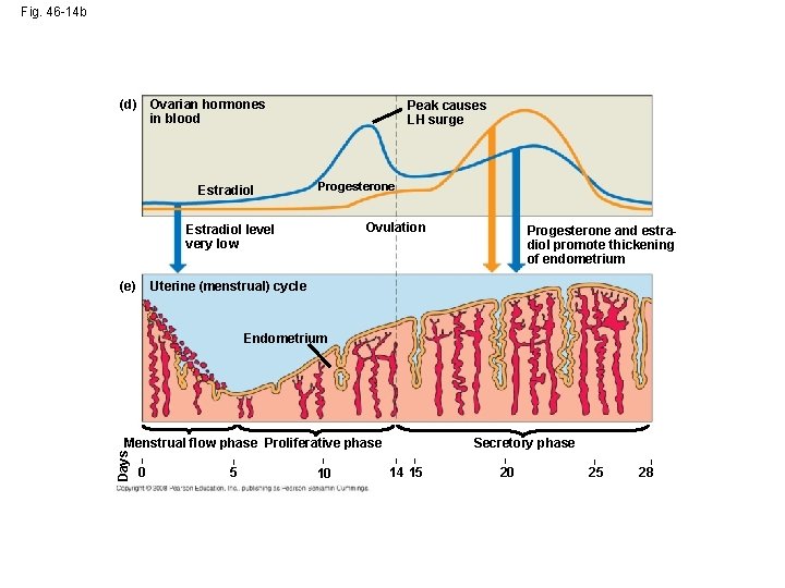 Fig. 46 -14 b (d) Ovarian hormones in blood Estradiol Peak causes LH surge