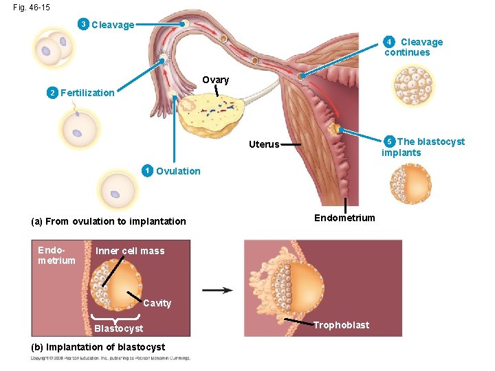 Fig. 46 -15 3 Cleavage continues 4 Ovary 2 Fertilization The blastocyst implants 5