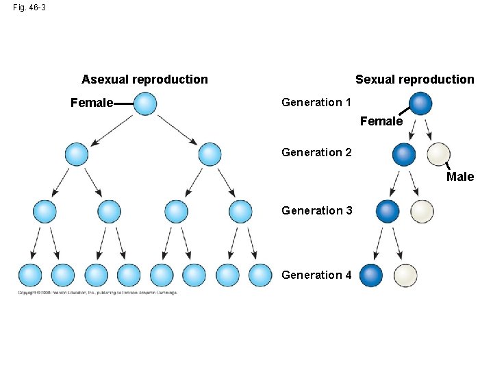 Fig. 46 -3 Sexual reproduction Asexual reproduction Female Generation 1 Female Generation 2 Male