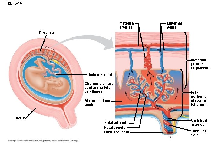 Fig. 46 -16 Maternal arteries Maternal veins Placenta Maternal portion of placenta Umbilical cord