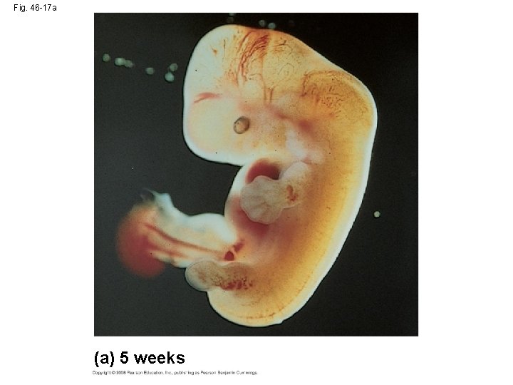 Fig. 46 -17 a (a) 5 weeks 