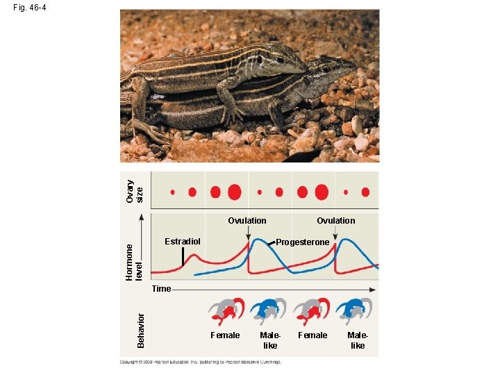 Ovary size Fig. 46 -4 Hormone level Ovulation Estradiol Ovulation Progesterone Behavior Time Female