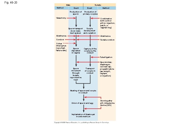 Fig. 46 -20 Male Method Female Event Method Production of sperm primary oocytes Vasectomy