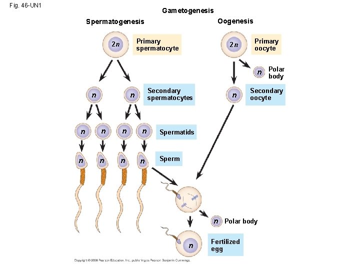 Fig. 46 -UN 1 Gametogenesis Oogenesis Spermatogenesis Primary spermatocyte 2 n 2 n Primary