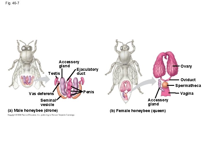 Fig. 46 -7 Accessory gland Ejaculatory duct Testis Ovary Oviduct Spermatheca Vas deferens Seminal