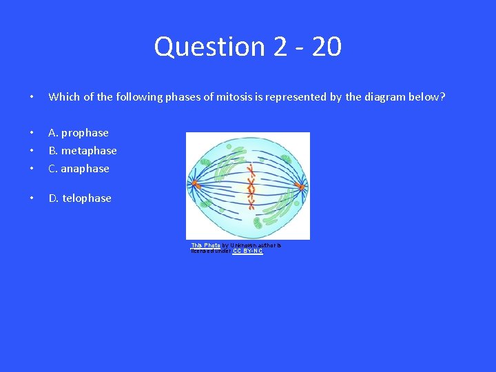 Question 2 - 20 • Which of the following phases of mitosis is represented