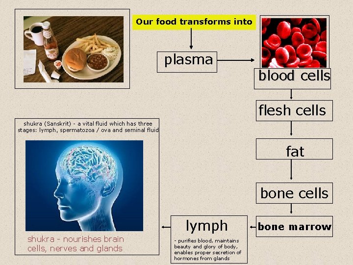 Our food transforms into plasma blood cells flesh cells shukra (Sanskrit) - a vital