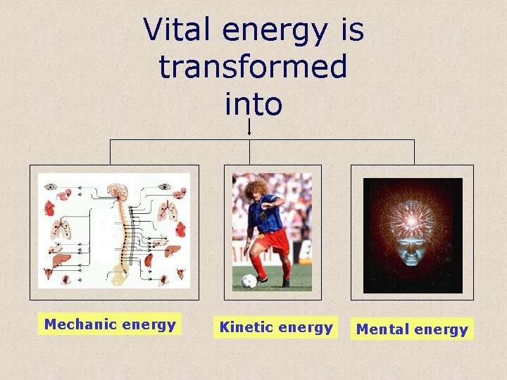 Vital energy is transformed into Mechanic energy Kinetic energy Mental energy 