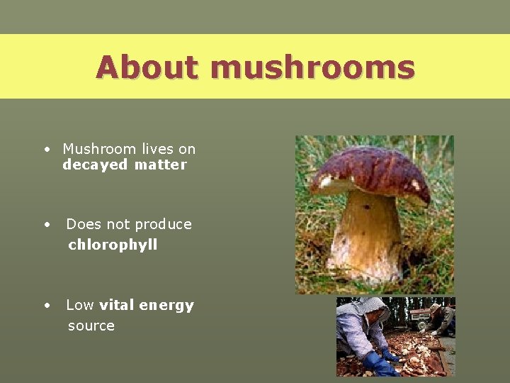 About mushrooms • Mushroom lives on decayed matter • Does not produce chlorophyll •