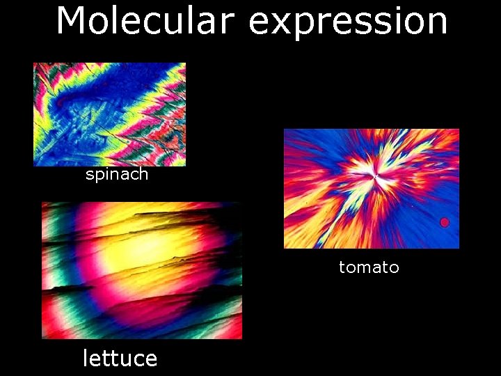 Molecular expression spinach tomato lettuce 