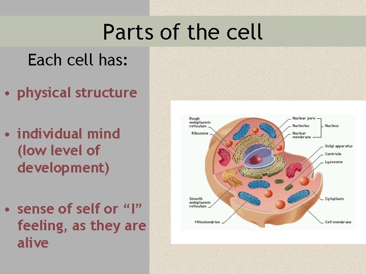 Parts of the cell Each cell has: • physical structure • individual mind (low